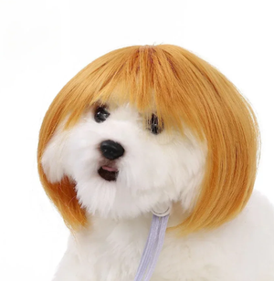 Hair Wigs and extensions
