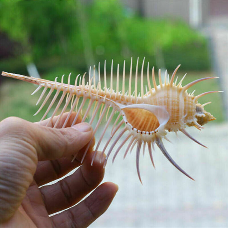 Ancient Conch Comb Conch Shell Aquarium Fish Decoration Specimen Conch