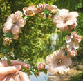 Imitation Rattan Woven Hard Circle Wreath Headgear Korean Style Sen Female Super Fairy